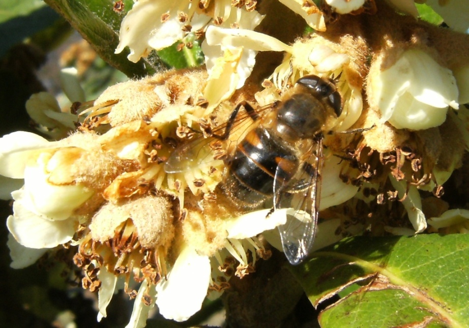 Impollinatori natalizi (Imenotteri e ditteri)